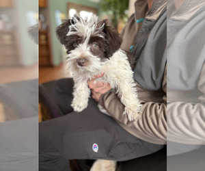 Schnauzer (Miniature) Puppy for sale in WATERFORD, MI, USA