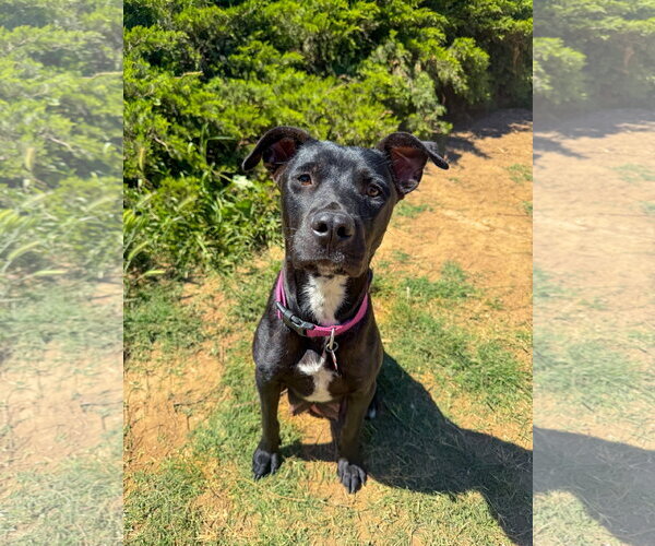 Medium Photo #2 Labrador Retriever-Unknown Mix Puppy For Sale in San Diego, CA, USA
