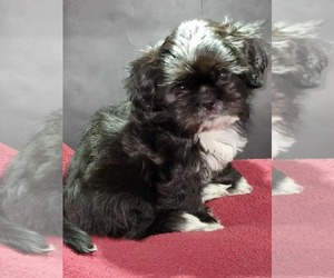 Shih Tzu Puppy for sale in BRANDON, FL, USA