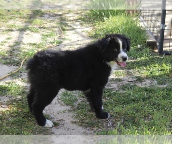 Medium Photo #9 Australian Shepherd Puppy For Sale in ACTON, CA, USA