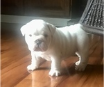 Small Photo #1 Bulldog Puppy For Sale in SPENCER, TN, USA