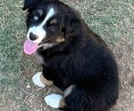 Small Photo #6 Miniature Australian Shepherd Puppy For Sale in MIDLAND, TX, USA