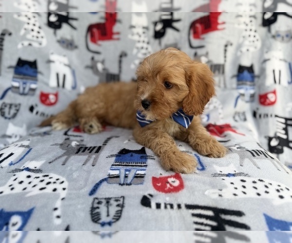 Medium Photo #3 Cavapoo (Miniature) Puppy For Sale in LAKELAND, FL, USA