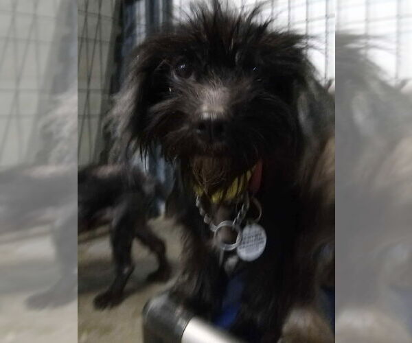 Medium Photo #7 Chihuahua-Unknown Mix Puppy For Sale in Foristell, MO, USA