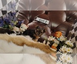 Small #2 Yorkshire Terrier