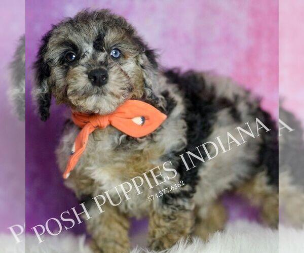 Medium Photo #4 Poodle (Miniature) Puppy For Sale in WARSAW, IN, USA