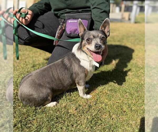 Medium Photo #1 Chihuahua Puppy For Sale in Riverside, CA, USA