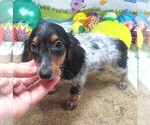 Image preview for Ad Listing. Nickname: Lennox
