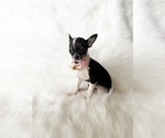 Small #2 Chihuahua