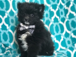 Pomeranian Puppy for sale in EAST EARL, PA, USA