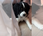 Puppy Frenchie Bernedoodle-Doodle Mix