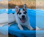 Small #3 Huskies  Mix