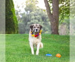 Small #5 Great Pyrenees Mix