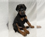 Small #15 Doberman Pinscher