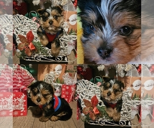 Yorkshire Terrier Puppy for sale in MORENO VALLEY, CA, USA