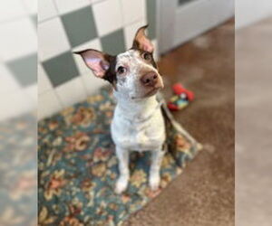 Mutt Dogs for adoption in Salinas, CA, USA