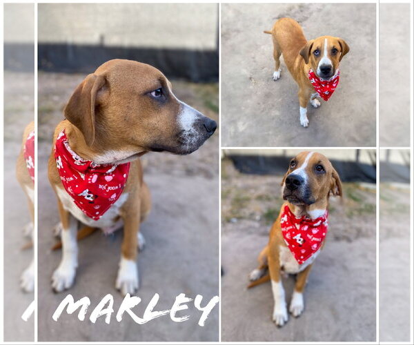 Medium Photo #3 Mutt Puppy For Sale in Sanford, FL, USA