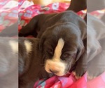 Puppy Zoey Great Dane