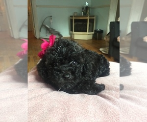 Poodle (Miniature) Puppy for sale in FAYETTEVILLE, WV, USA