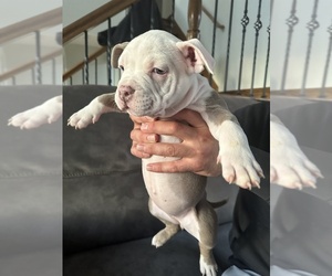 Medium American Bully