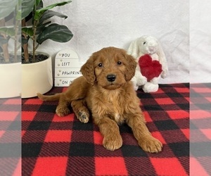 Goldendoodle (Miniature) Puppy for sale in GREENFIELD, IN, USA