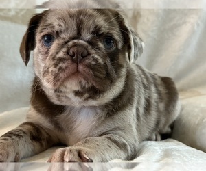 Pug Puppy for sale in NEENAH, WI, USA