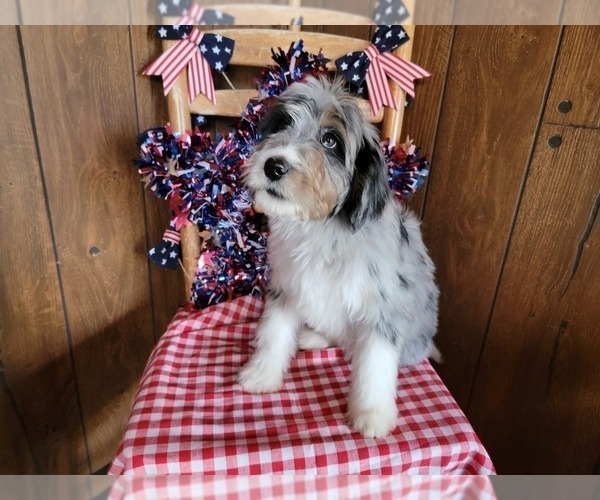 Medium Photo #3 Bernedoodle (Miniature) Puppy For Sale in BLACK FOREST, CO, USA