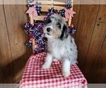 Small Photo #3 Bernedoodle (Miniature) Puppy For Sale in BLACK FOREST, CO, USA