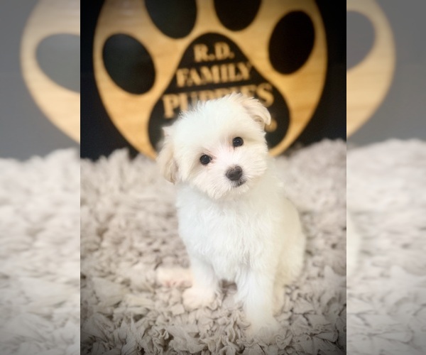 Medium Photo #4 Maltipoo (Toy) Puppy For Sale in CROSSVILLE, TN, USA