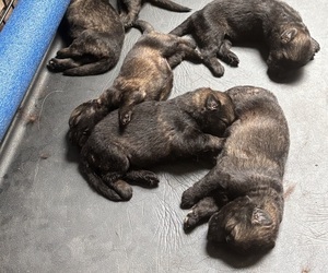 German Shepherd Dog Puppy for sale in ALTAMONTE SPRINGS, FL, USA