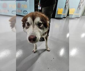 - Mix Dogs for adoption in Temple, TX, USA