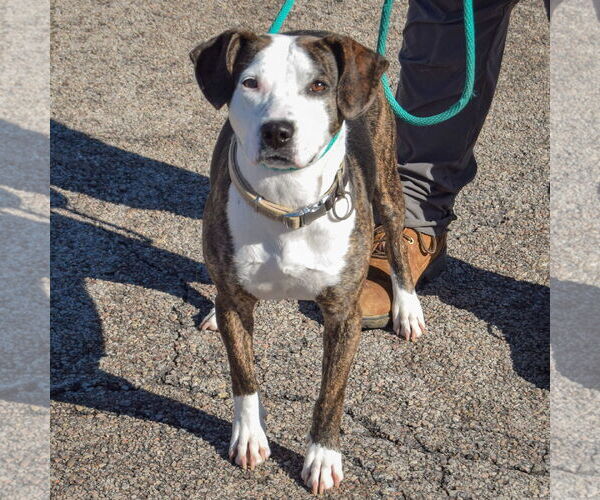 Medium Photo #4 American Staffordshire Terrier-Beagle Mix Puppy For Sale in Huntley, IL, USA
