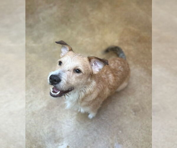 Medium Photo #3 Border Terrier-Unknown Mix Puppy For Sale in Oak Bluffs, MA, USA