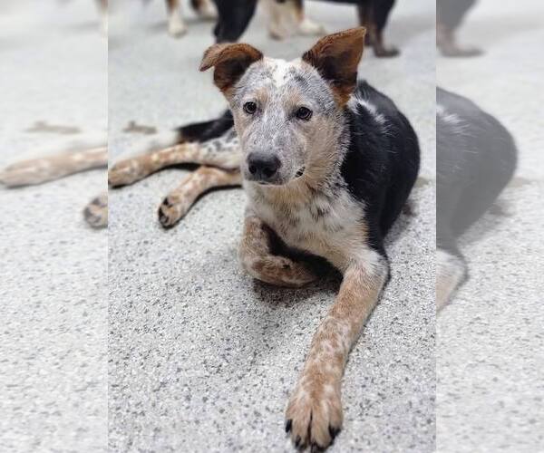 Medium Photo #3 Mutt Puppy For Sale in Highland, IL, USA