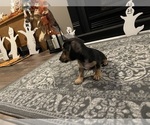 Small #2 Dachshund