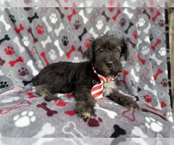 Medium Photo #10 Schnauzer (Miniature) Puppy For Sale in LAKELAND, FL, USA
