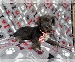 Small #9 Schnauzer (Miniature)