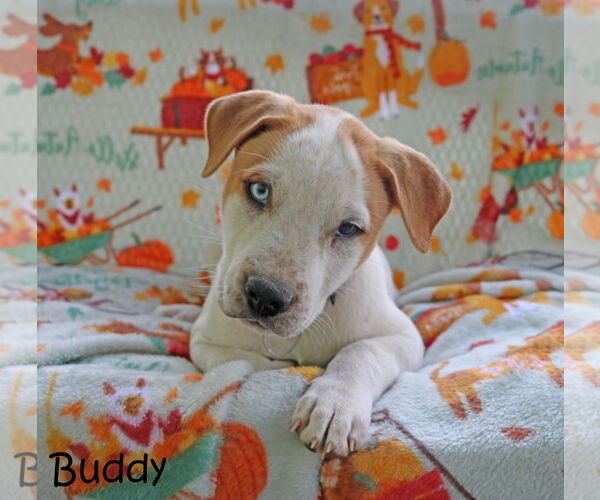 Medium Photo #3 American Pit Bull Terrier-Unknown Mix Puppy For Sale in Wakefield, RI, USA