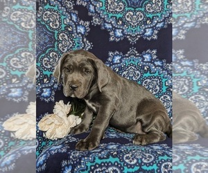 Cane Corso Puppy for sale in KIRKWOOD, PA, USA