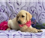 Small Labrador Retriever