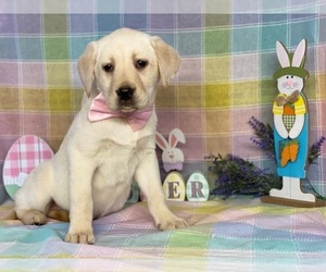 Labrador Retriever Puppy for sale in LANCASTER, PA, USA