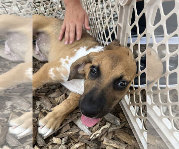 Medium Photo #9 Mutt Puppy For Sale in Germantown, OH, USA