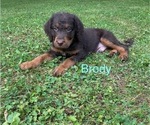 Image preview for Ad Listing. Nickname: Boomer