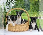 Small Photo #3 Boston Terrier Puppy For Sale in MANHEIM, PA, USA