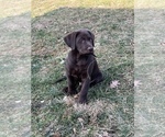 Small #21 Labrador Retriever