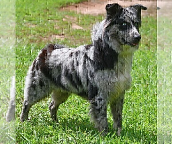Medium Photo #1 Australian Shepherd Puppy For Sale in MATTHEWS, NC, USA