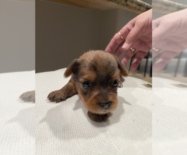 Medium Photo #11 Yorkshire Terrier Puppy For Sale in RANCHO CORDOVA, CA, USA