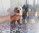 Puppy 3 English Cream Golden Retriever-Labrador Retriever Mix