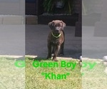 Small #3 Cane Corso
