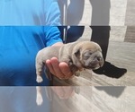 Small Photo #10 French Bulldog-Olde English Bulldogge Mix Puppy For Sale in WAYNE, MI, USA